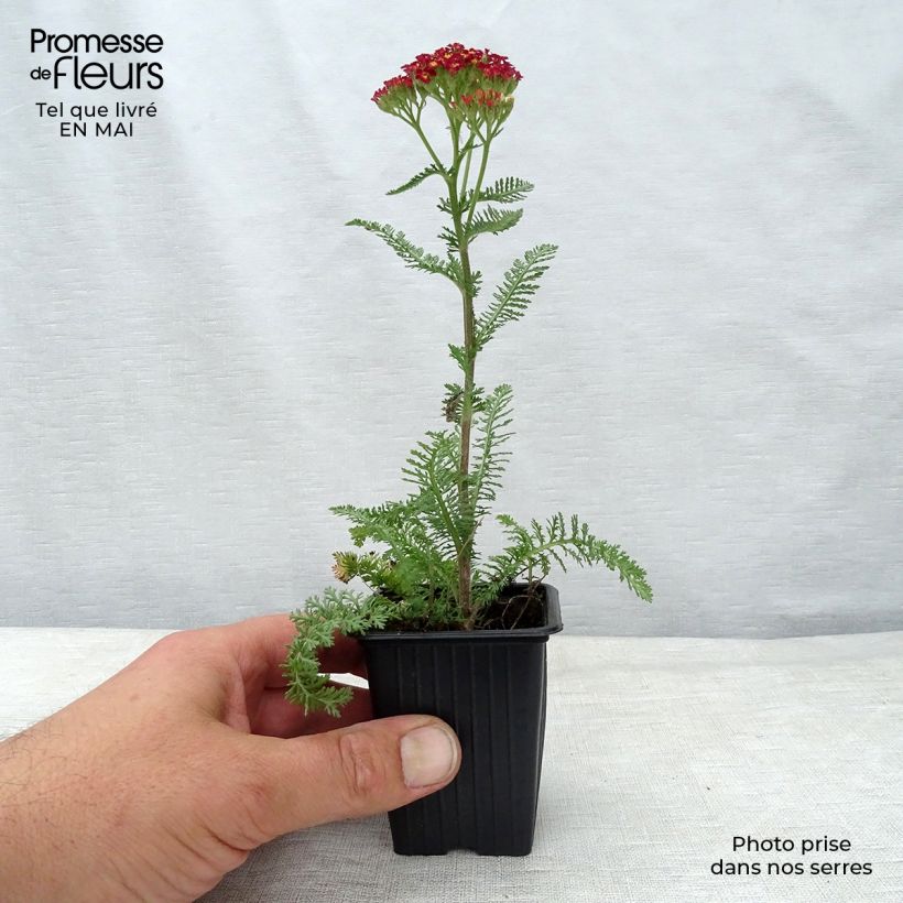 Amostra de Achillea millefolium Paprika Vaso de 7/8 cm tal como entregue na primavera