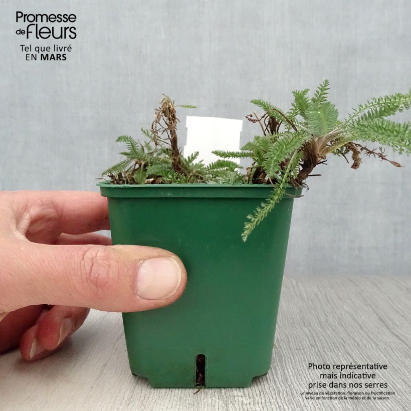 Amostra de Achillea millefolium Peachy Seduction Vaso de 8/9 cm tal como entregue na primavera