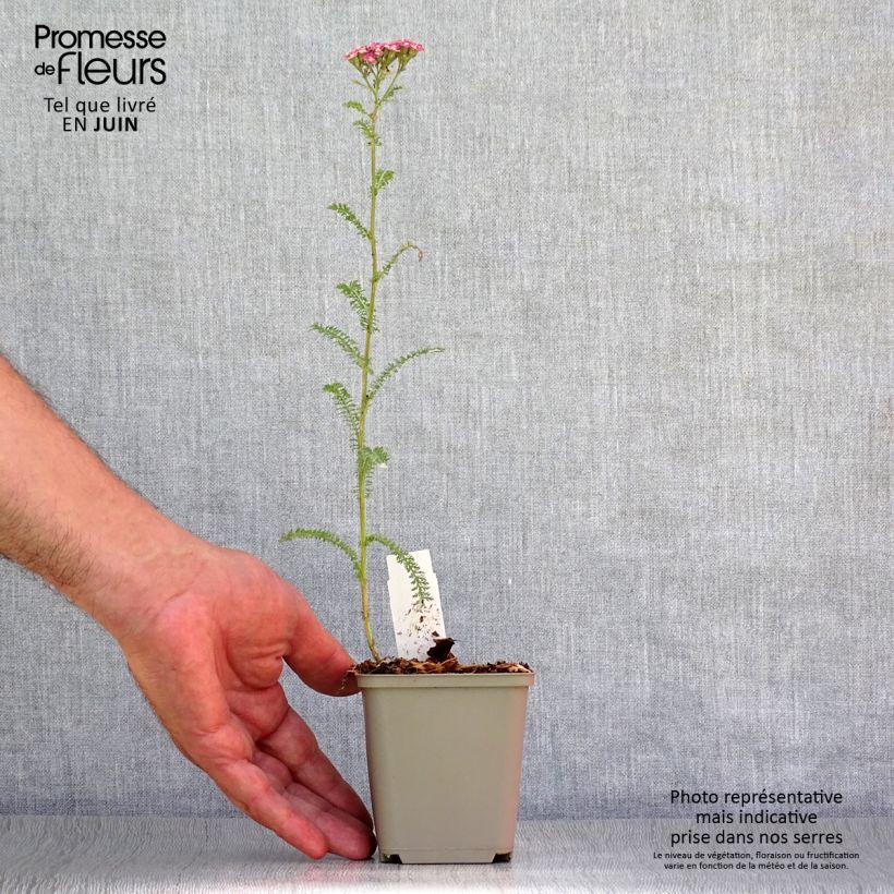 Amostra de Achillea millefolium Petra Vaso de 8/9 cm tal como entregue no verão