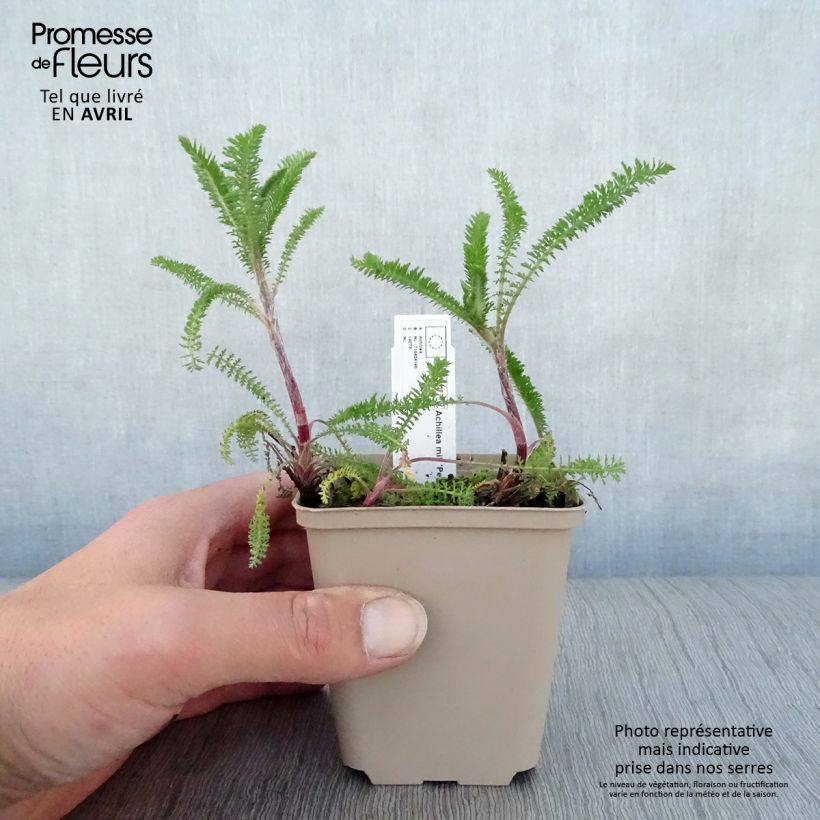 Amostra de Achillea millefolium Petra Vaso de 8/9 cm tal como entregue na primavera