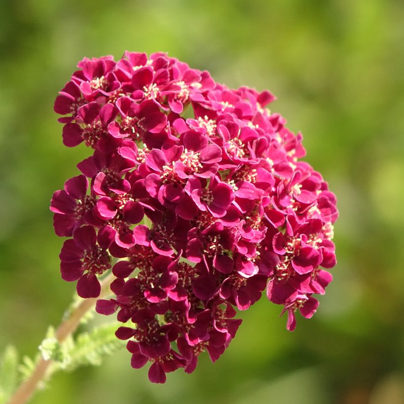 Achillea millefolium Pomegranate (Floração)