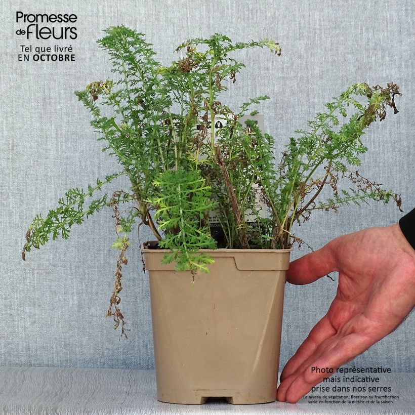 Amostra de Achillea millefolium Pomegranate Vaso de 2 L/3 L tal como entregue no outono