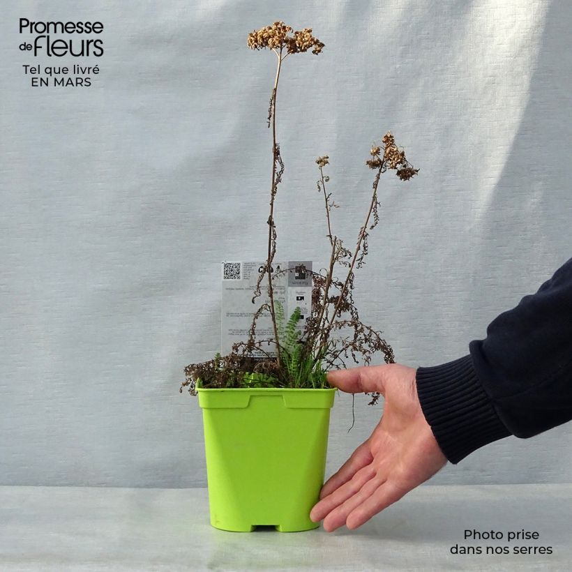 Amostra de Achillea millefolium Pomegranate Vaso de 2 L/3 L tal como entregue na primavera