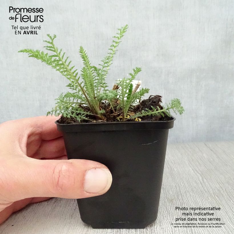 Amostra de Achillea millefolium Red Velvet Vaso de 8/9 cm tal como entregue na primavera