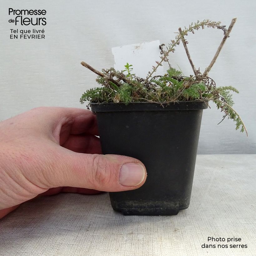 Amostra de Achillée millefolium Salmon Beauty Vaso de 8/9 cm tal como entregue no inverno