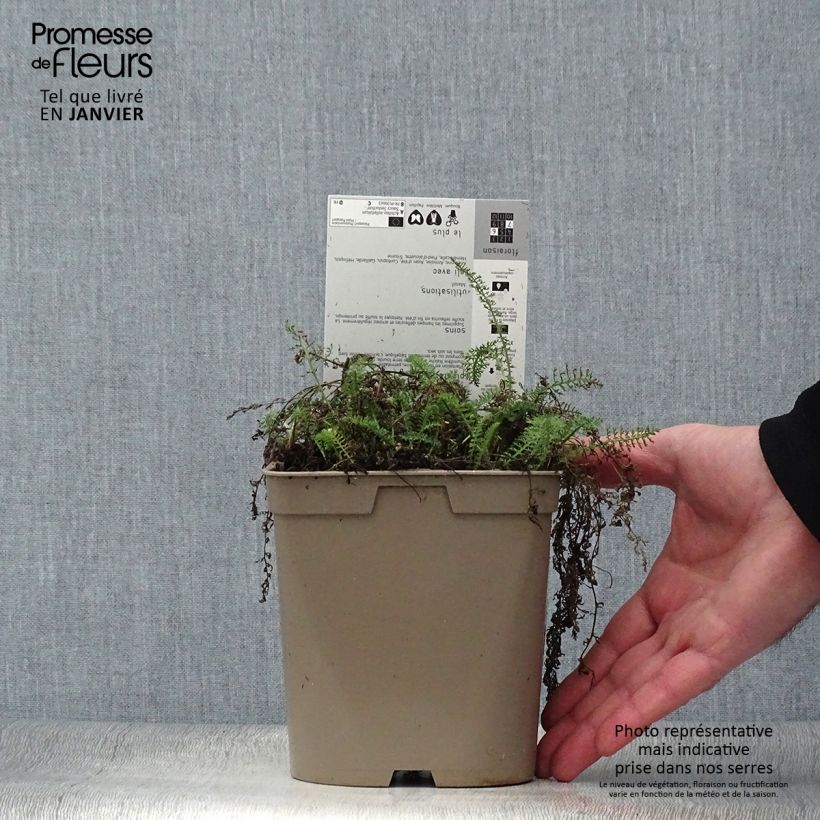 Amostra de Achillée millefeuille Saucy seduction Vaso de 2 L/3 L tal como entregue no inverno