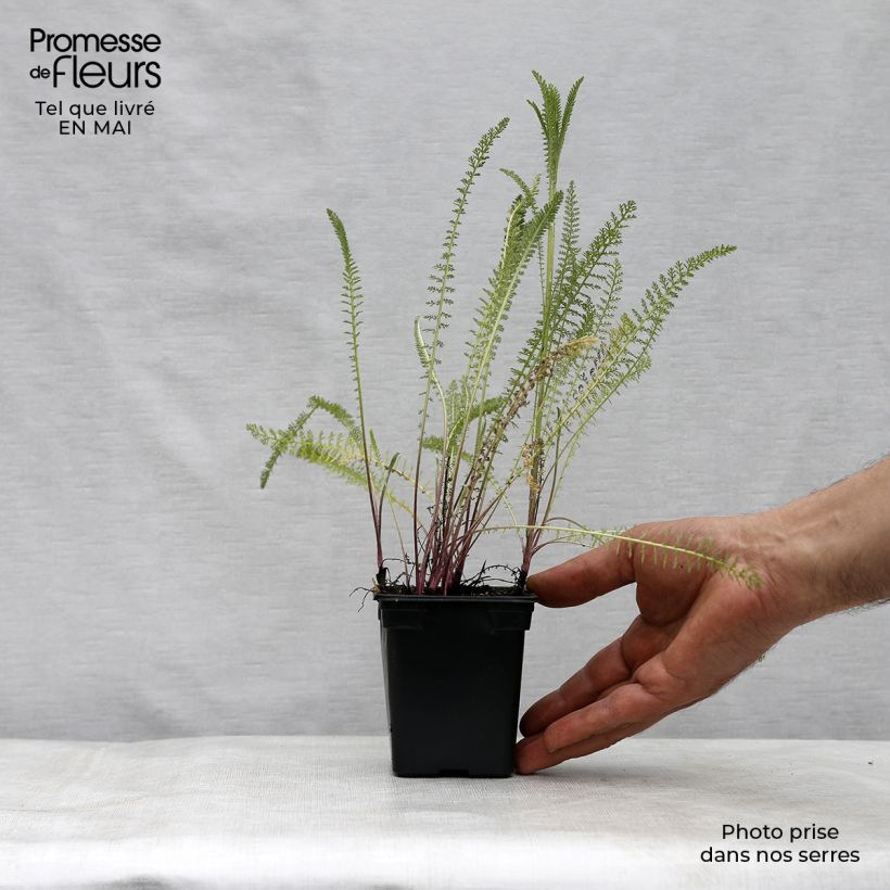 Amostra de Achillea millefolium Summer Pastels Vaso de 7/8 cm tal como entregue na primavera