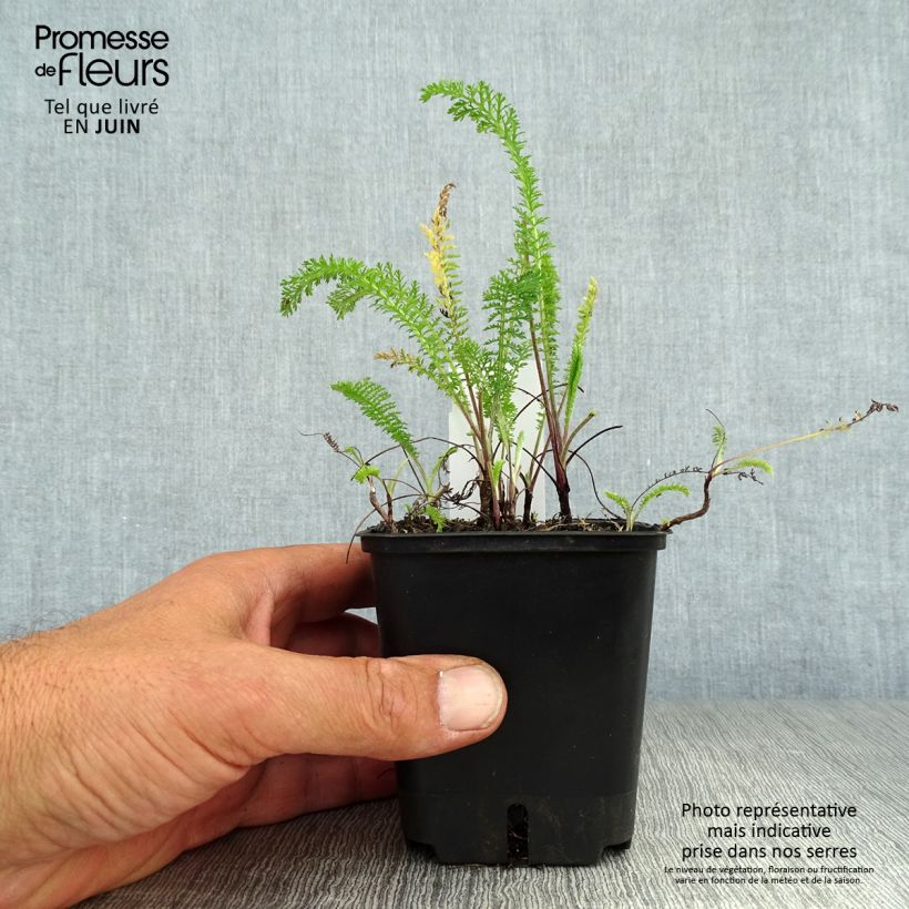 Amostra de Achillea millefolium Summer Pastels Vaso de 7/8 cm tal como entregue no verão