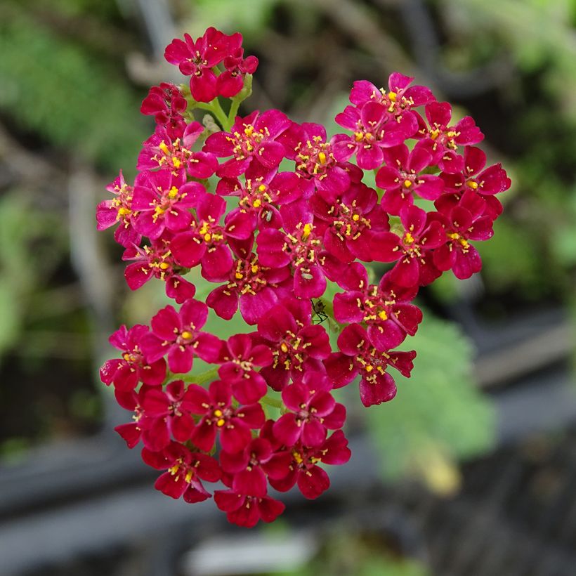 Achillea millefolium Summerwine (Floração)