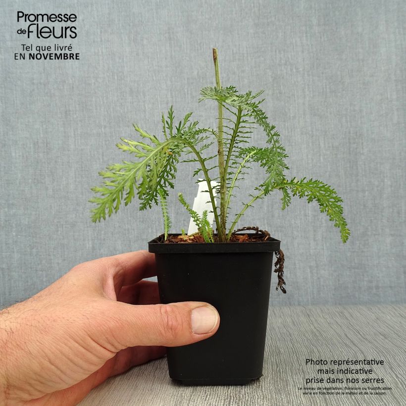 Amostra de Achillea millefolium Terracotta Vaso de 8/9 cm tal como entregue no outono