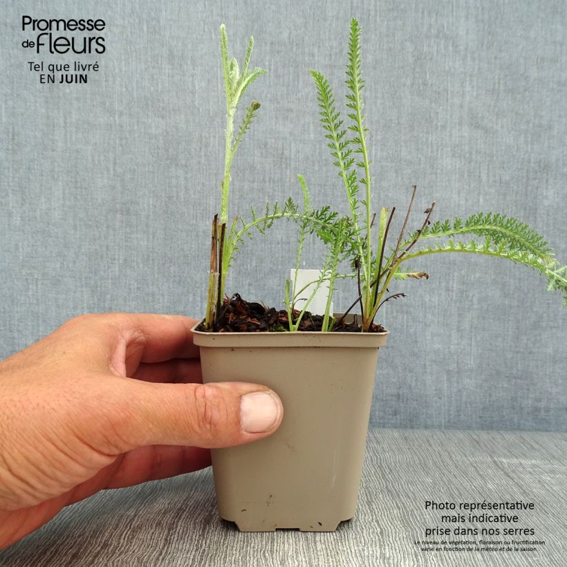 Amostra de Achillea millefolium Terracotta Vaso de 8/9 cm tal como entregue no verão