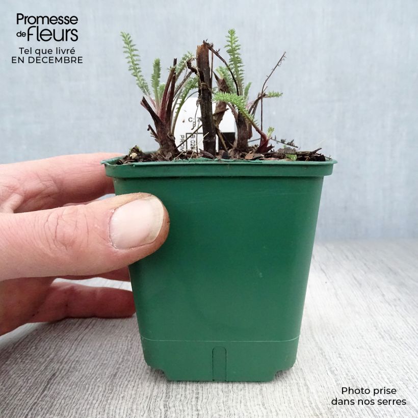 Amostra de Achillée millefolium Terracotta Vaso de 8/9 cm tal como entregue no inverno