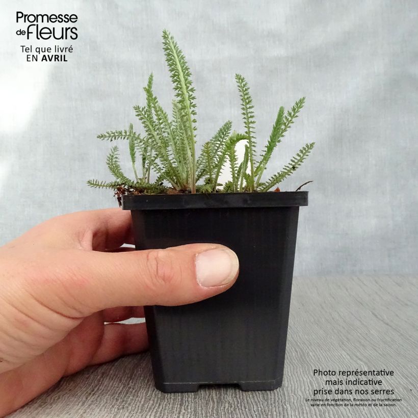 Amostra de Achillea millefolium Terracotta Vaso de 8/9 cm tal como entregue na primavera