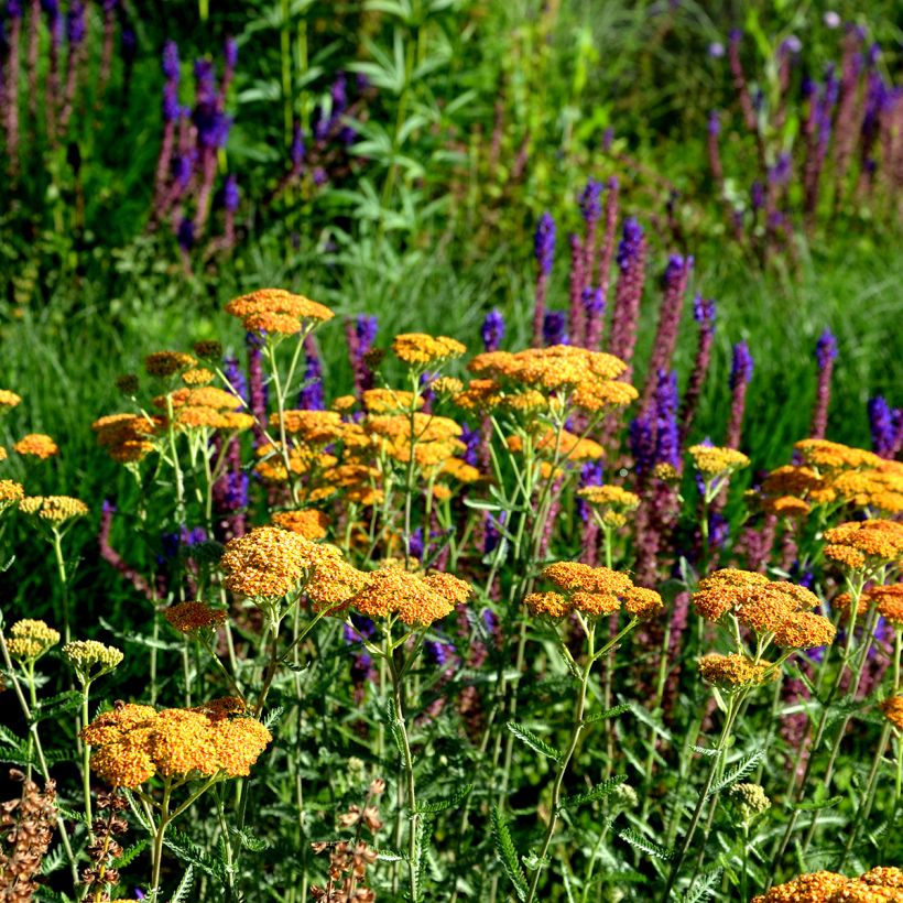 Achillea millefolium Terracotta (Hábito)