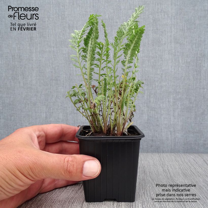 Amostra de Achillea millefolium The Beacon Vaso de 8/9 cm tal como entregue no outono