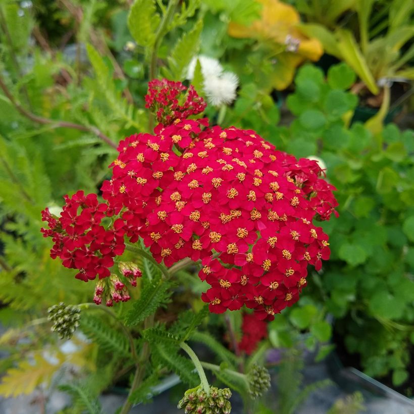Achillea millefolium The Beacon (Floração)