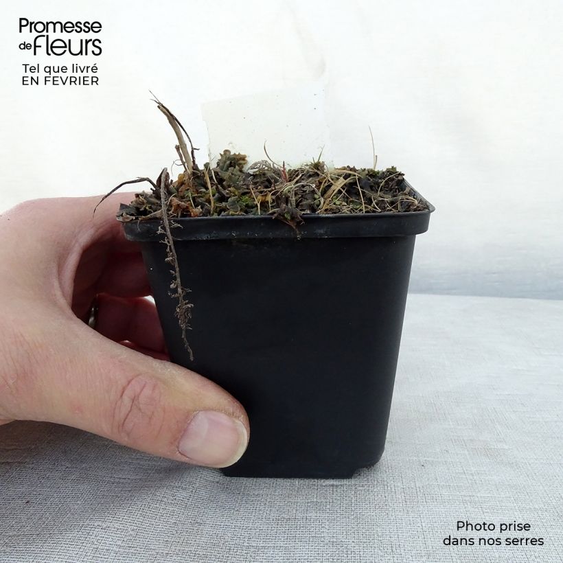 Amostra de Achillée millefolium Velours Vaso de 8/9 cm tal como entregue no inverno