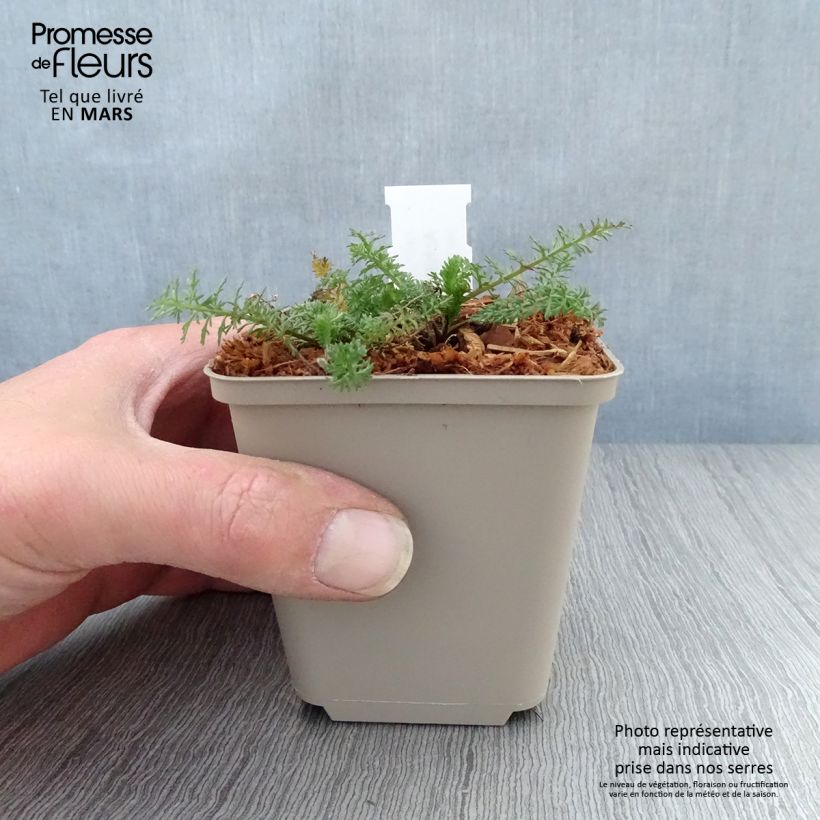 Amostra de Achillea millefolium Velours Vaso de 8/9 cm tal como entregue na primavera