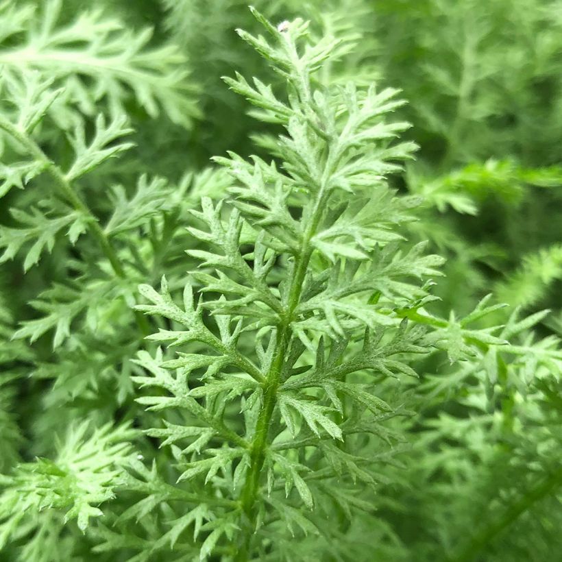 Achillea millefolium Paprika (Folhagem)