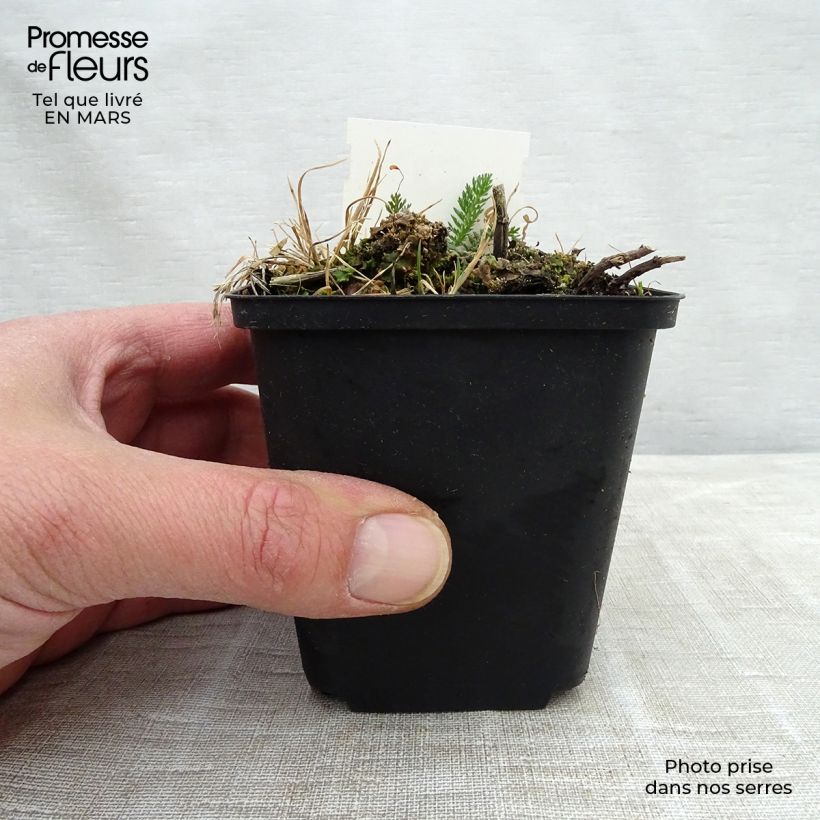 Amostra de Achillea millefolium Mondpagode Vaso de 8/9 cm tal como entregue na primavera