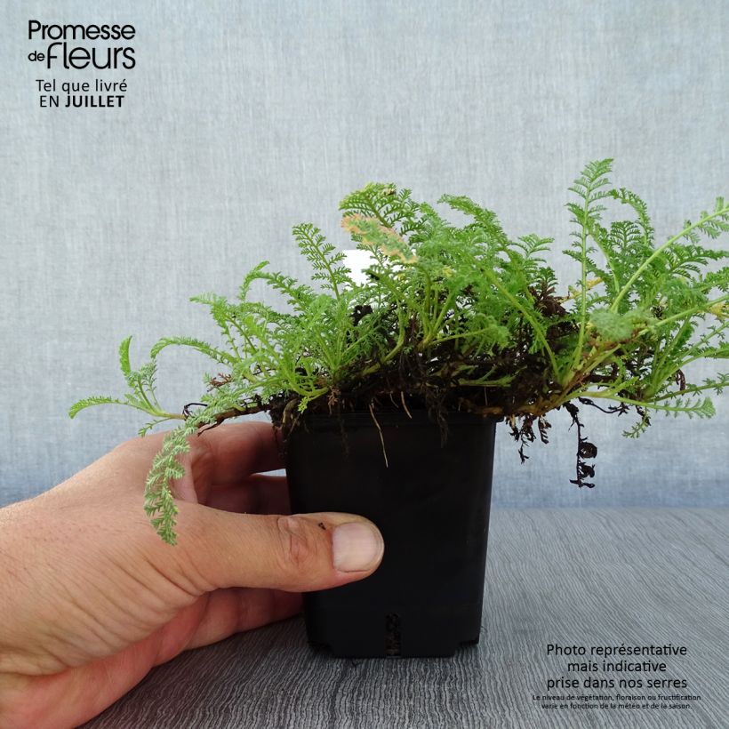 Amostra de Achillea odorata Vaso de 8/9 cm tal como entregue no verão