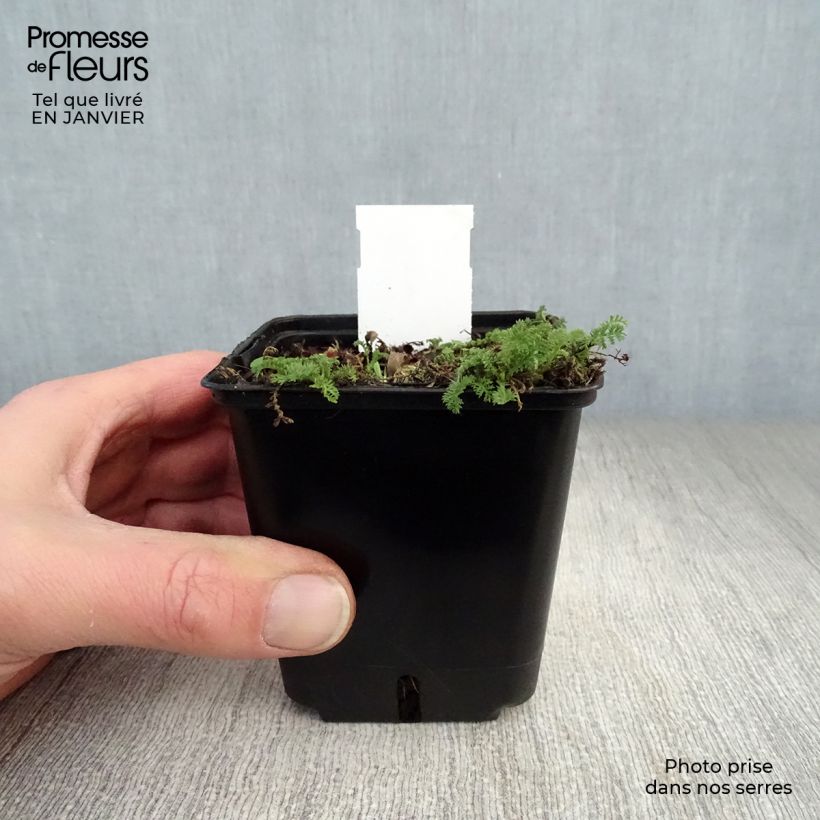 Amostra de Achillée odorante - Achillea odorata Vaso de 8/9 cm tal como entregue no inverno