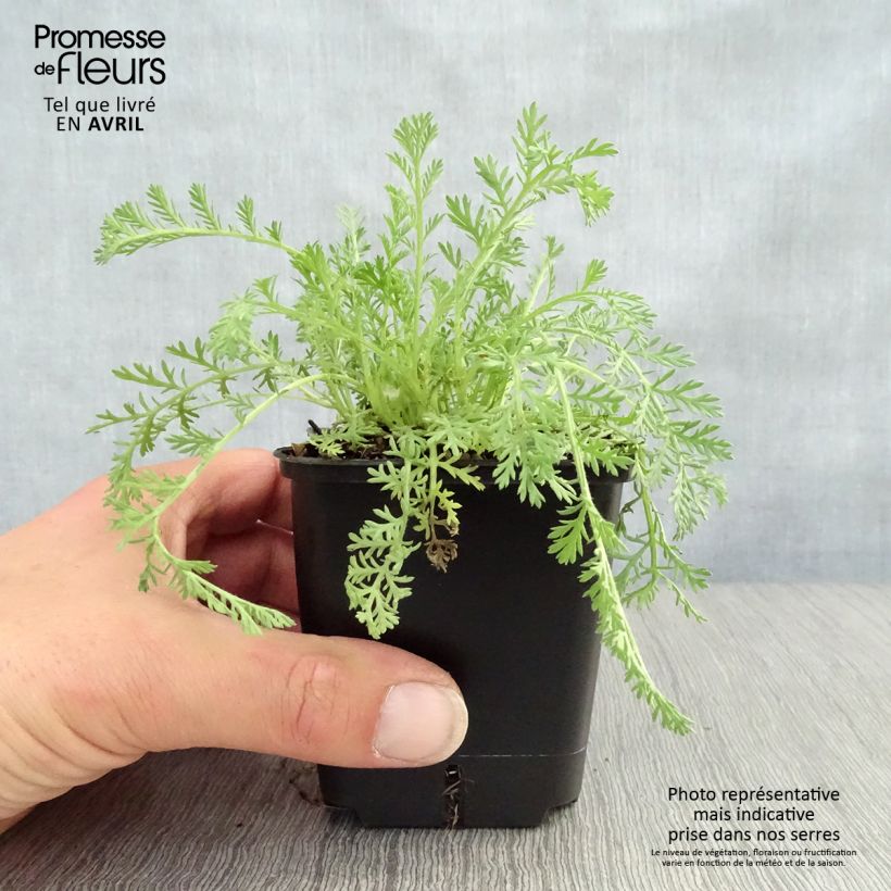 Amostra de Achillea odorata Vaso de 8/9 cm tal como entregue na primavera