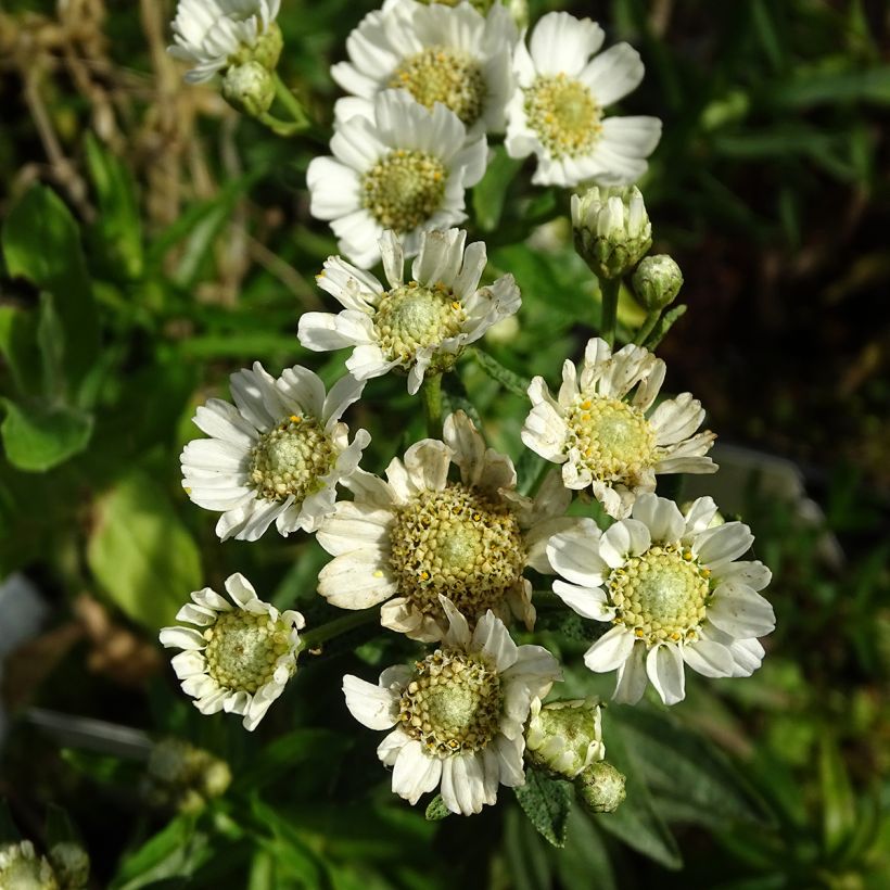 Achillea ptarmica Nana Compacta (Floração)