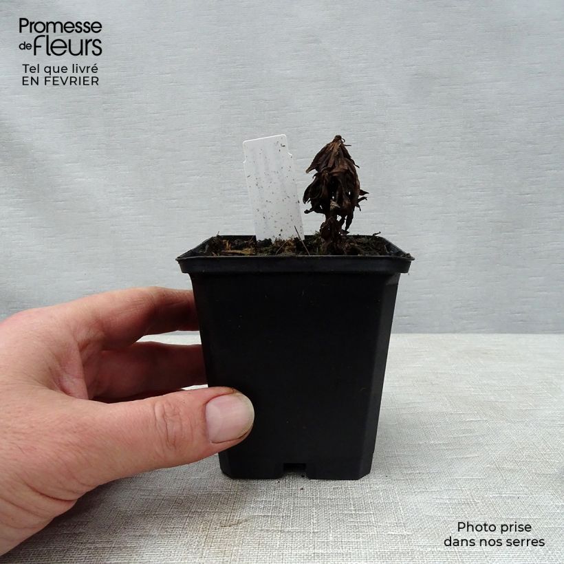 Amostra de Achillée ptarmica Nana Compacta Vaso de 8/9 cm tal como entregue no inverno