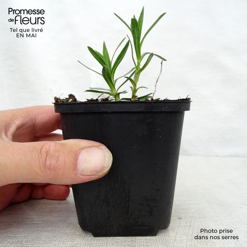 Amostra de Achillea ptarmica Nana Compacta Vaso de 8/9 cm tal como entregue na primavera