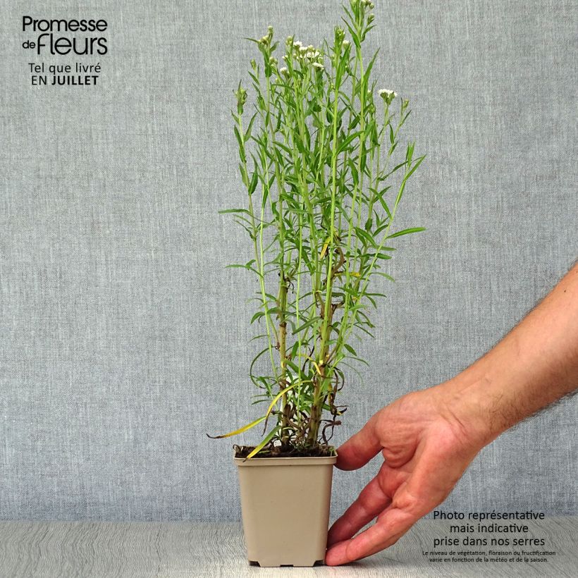 Amostra de Achillea ptarmica Perry's White Vaso de 8/9 cm tal como entregue no verão