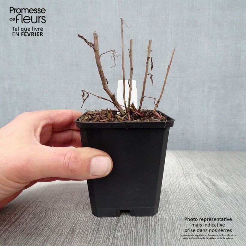 Amostra de Achillée ptarmica Perry's White Vaso de 8/9 cm tal como entregue no inverno