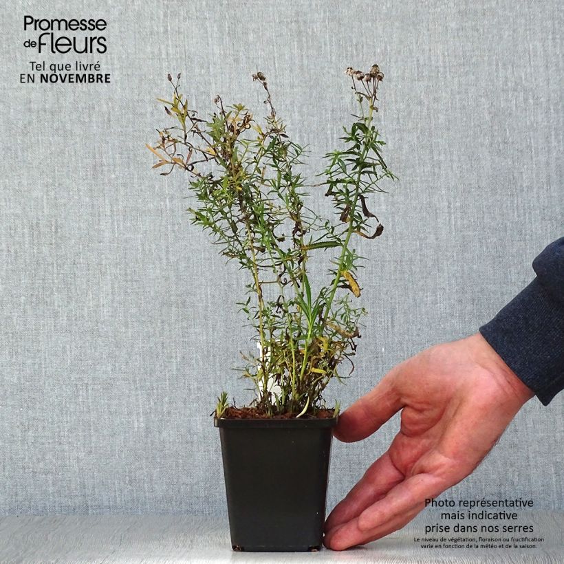 Amostra de Achillea ptarmica The Pearl Vaso de 8/9 cm tal como entregue no outono