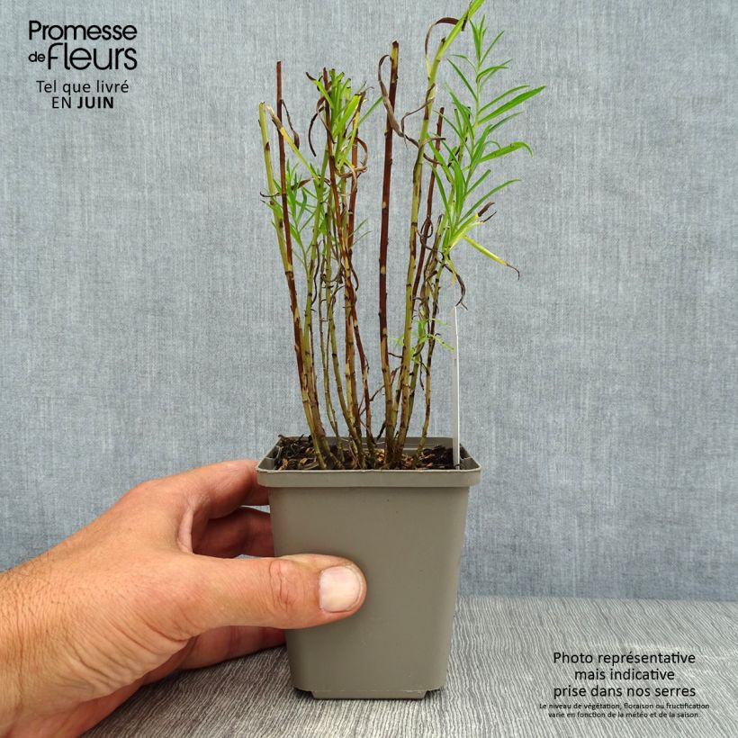 Amostra de Achillea ptarmica The Pearl Vaso de 8/9 cm tal como entregue no verão
