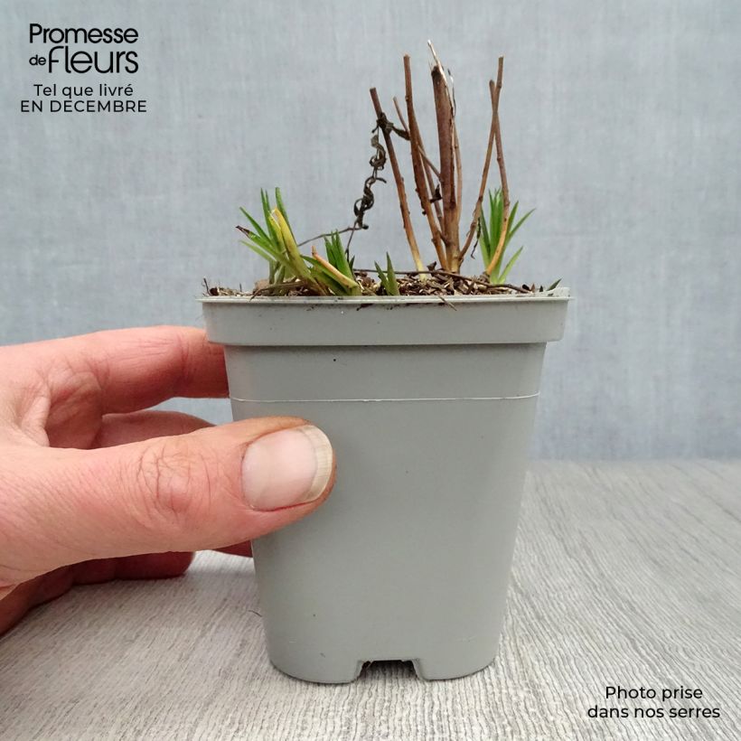 Amostra de Achillea ptarmica The Pearl Vaso de 8/9 cm tal como entregue no inverno