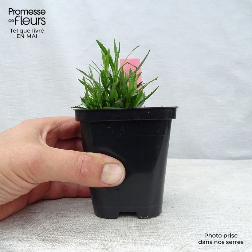 Amostra de Achillea ptarmica The Pearl Vaso de 8/9 cm tal como entregue na primavera