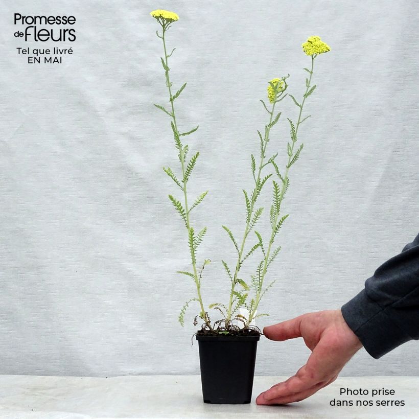 Amostra de Achillea taygetea Vaso de 8/9 cm tal como entregue na primavera