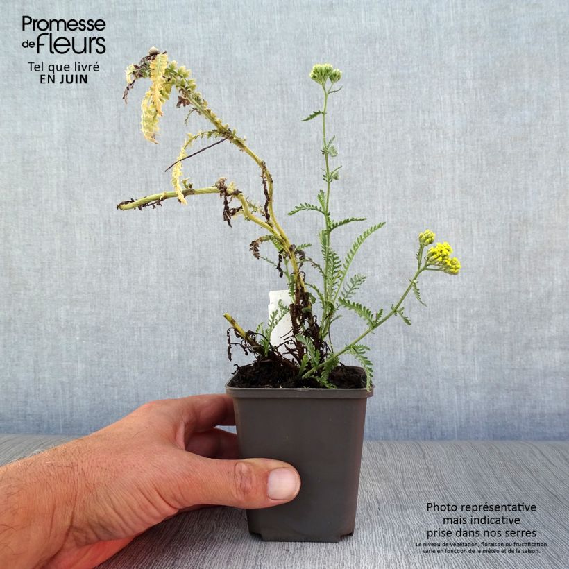 Amostra de Achillea taygetea Vaso de 8/9 cm tal como entregue no verão