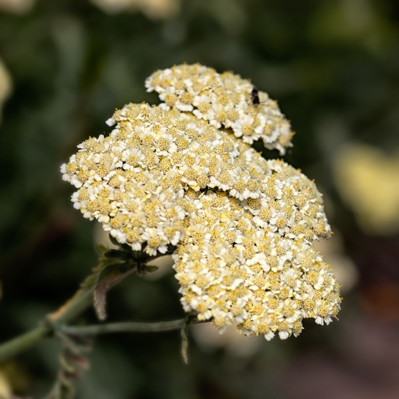 Achillea taygetea (Floração)