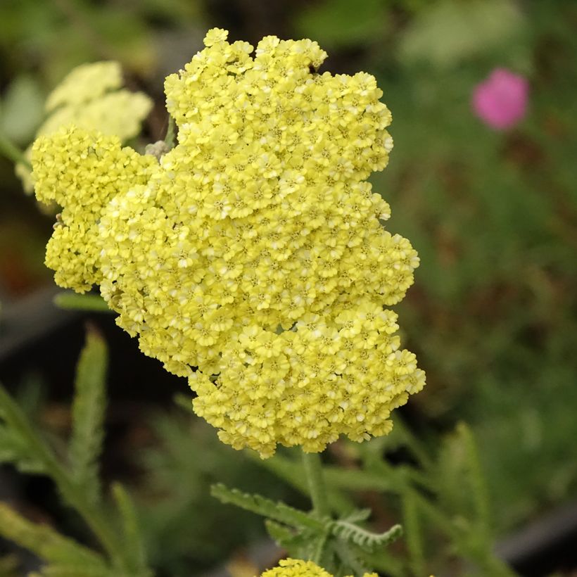 Achillea taygetea (Floração)
