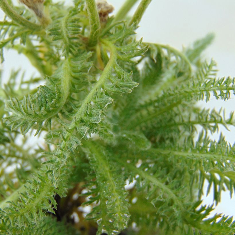 Achillea tomentosa (Folhagem)