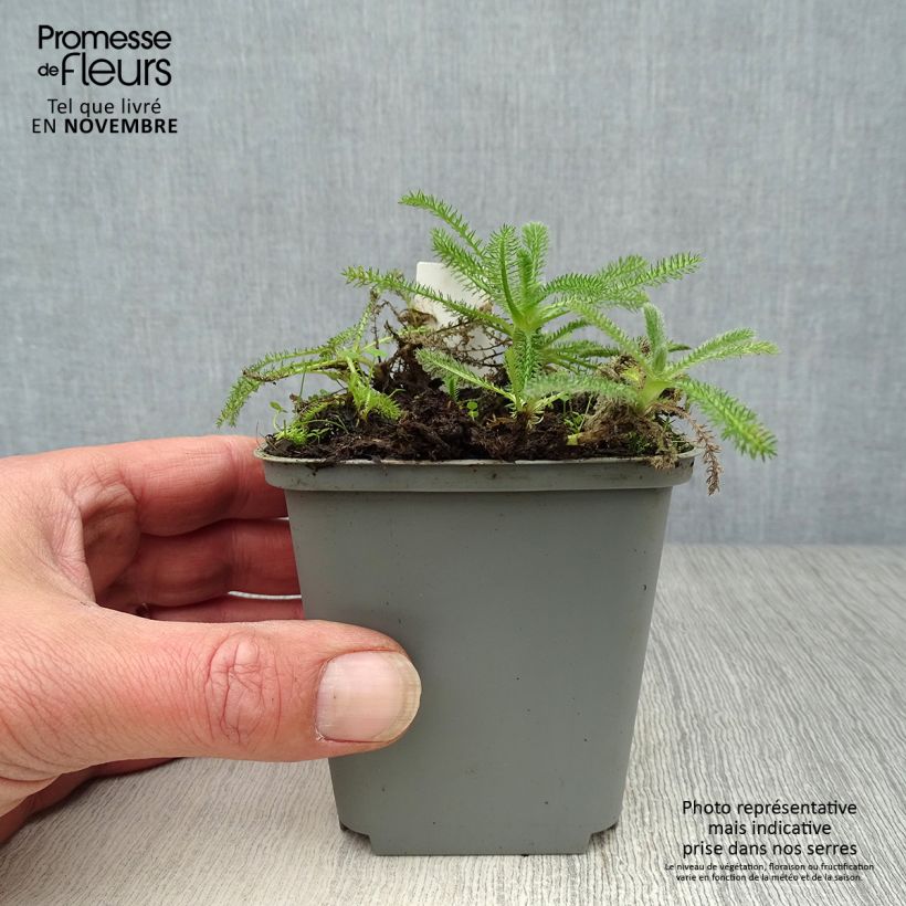 Amostra de Achillea tomentosa Vaso de 8/9 cm tal como entregue no outono
