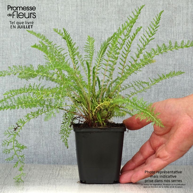 Amostra de Achillea tomentosa Vaso de 8/9 cm tal como entregue no verão