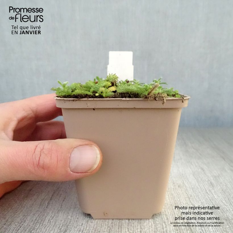 Amostra de Achillée tomentosa - Herbe à dinde Vaso de 8/9 cm tal como entregue no inverno