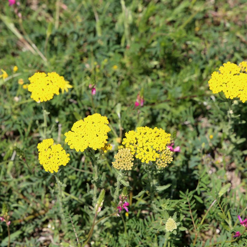 Achillea tomentosa (Hábito)