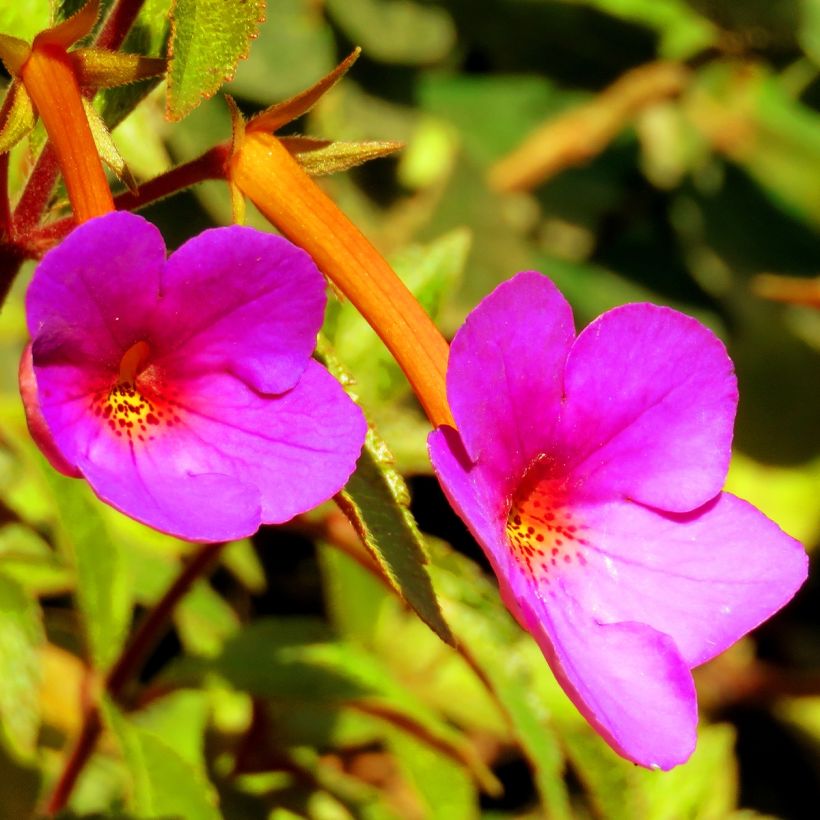 Achimenes Rosa (Floração)