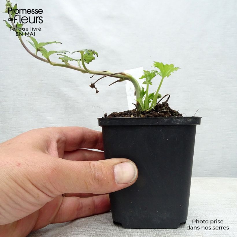 Amostra de Aconitum Purple Sparrow Vaso de 8/9 cm tal como entregue na primavera