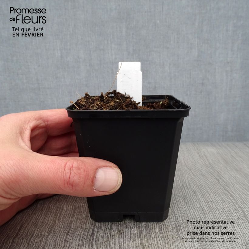 Amostra de Aconit - Aconitum Spark s Variety Vaso de 8/9 cm tal como entregue no inverno