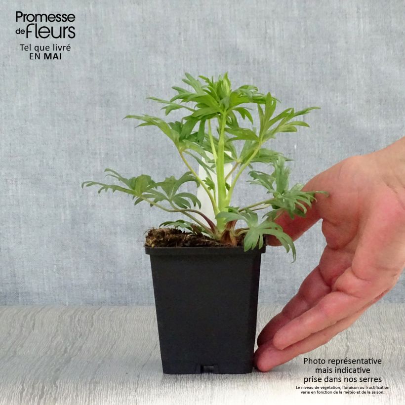 Amostra de Aconitum henryi Spark's Variety Vaso de 8/9 cm tal como entregue na primavera