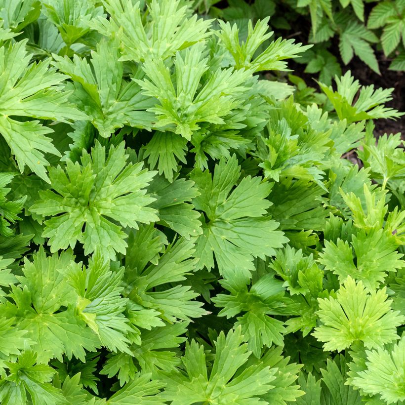 Aconitum lycoctonum subsp. neapolitanum (Folhagem)